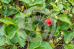 Strawberry bush with ripe and unripe berries.