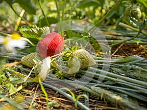 Strawberry bush with ripe and unripe berries.