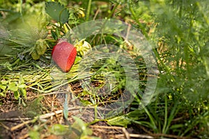 Strawberry bush with ripe and unripe berries.