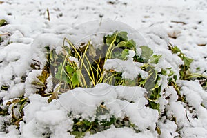 Strawberry Bush under the snow