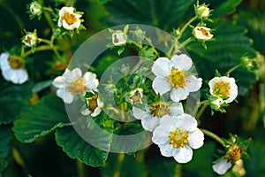 Strawberry bushes with flowers photographed in early morning with dew drops