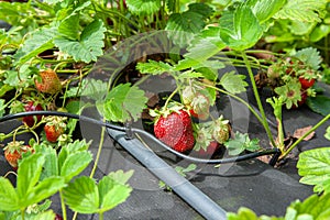 Strawberry bushes are moistened with drip irrigation photo