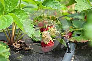 Strawberry bushes are moistened with drip irrigation