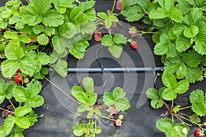 Strawberry bushes are moistened with drip irrigation