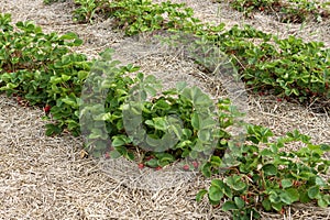 Strawberry bushes on strawberry field on the farm