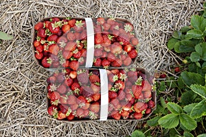 Strawberry bushes on strawberry field on the farm