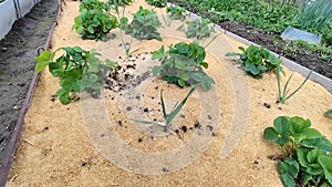 Strawberry bushes were mulched with sawdust