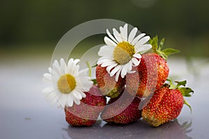 Strawberry with camomiles on a grey mirror background