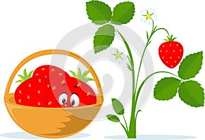 Strawberry Cartoon in Basket and Strawberry Plant Flat Vector Illustration