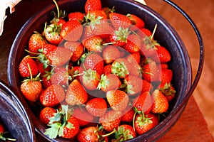 Strawberry, Chiengmai