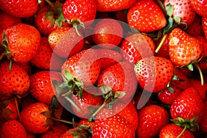 Strawberry, Chiengmai