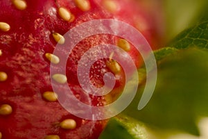 Strawberry Close-up