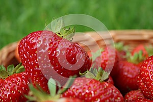 Strawberry close-up in a basket