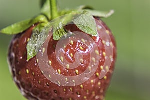 Strawberry Close up