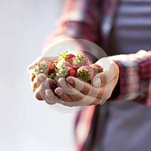 Strawberry, closeup and person with nutrition, hands and harvest with sustainability and agriculture. Finger, farmer and