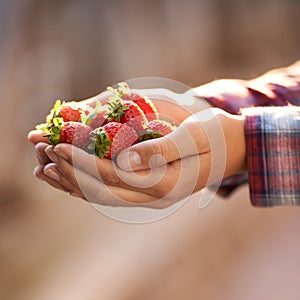 Strawberry, closeup and person with wellness, hands and harvest with sustainability and agriculture. Woman, farmer and