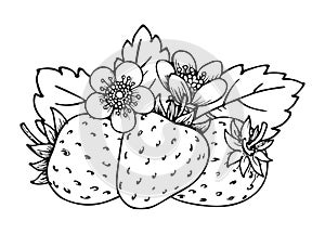 Strawberry coloring book whole ripe sweet fruit