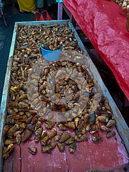 Strawberry conch or Tiger conch for sale at traditional markets in Mamuju, West Sulawesi, Indonesia