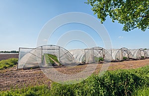 Strawberry cultivation in arcuate greenhouses covered with transparent plastic film