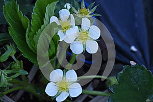 Strawberry cultivation. Artificial pollination of strawberries.