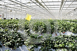 Strawberry cultivation in greenhouses.