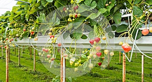 Strawberry cultivation outdoors