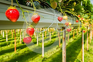 Strawberry cultivation outdoors