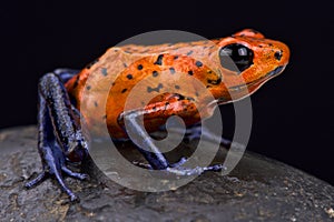 Strawberry dart frog (Oophaga pumilio)