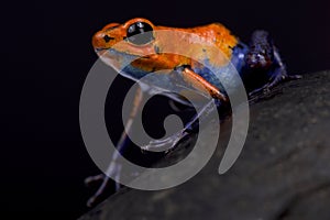Strawberry dart frog, Oophaga pumilio `Blue jeans Nicaragua` photo