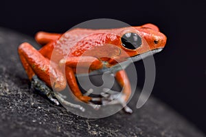 Strawberry dart frog, Oophaga pumilio photo