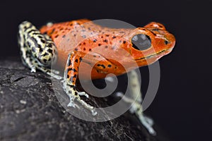 Strawberry dart frog, Oophaga pumilio photo