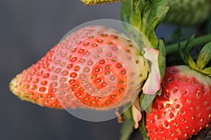 Strawberry detail