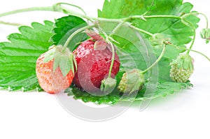 Strawberry of different extent