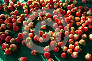 Strawberry in Doi Angkhang , Chiangmai Thailand photo