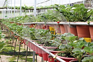 Strawberry Farm 01