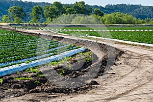 Strawberry Farm