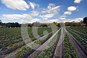 Strawberry Farm