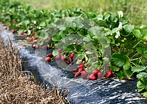 Strawberry Farm