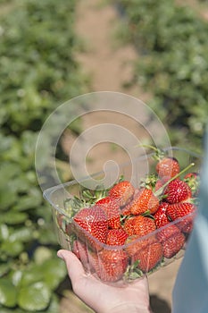 At the strawberry farm