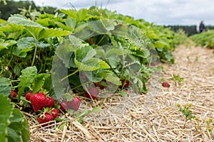 Strawberry Farm