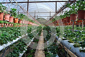 STRAWBERRY FARM