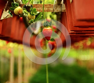 Strawberry Farm