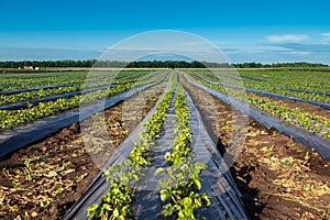 Strawberry farm and agriculture in field