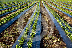 Strawberry farm and agriculture in field