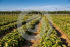 Strawberry farm and agriculture in field