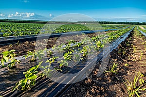 Strawberry farm and agriculture in field