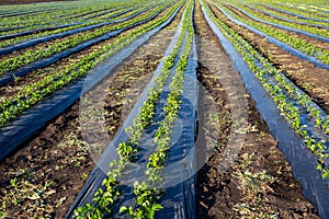 Strawberry farm and agriculture in field