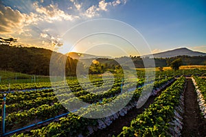 Strawberry Farm in the evening