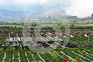 Strawberry farm and foggy mountains