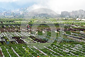 Strawberry farm and foggy mountains